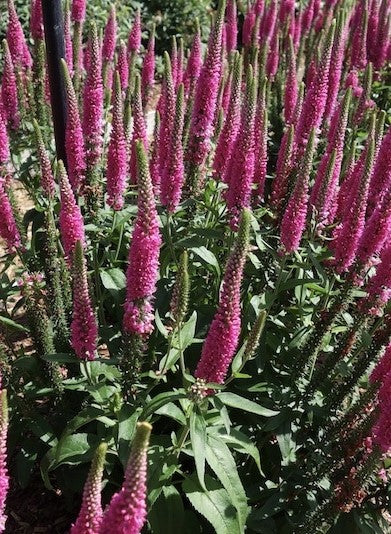 Vernique® Raspberry Veronica | Speedwell