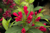 Crimson Kisses® Weigela | Botanical name: Weigela x 'Slingco 1' USPP23654, CPBR5266