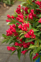 Crimson Kisses® Weigela | Botanical name: Weigela x 'Slingco 1' USPP23654, CPBR5266