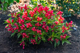 Crimson Kisses® Weigela | Botanical name: Weigela x 'Slingco 1' USPP23654, CPBR5266