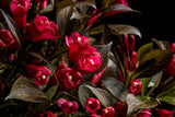 Electric Love® Weigela | Botanical name: Weigela x 'ZR1' USPP30065, CPBRAF