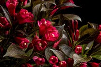 Electric Love® Weigela | Botanical name: Weigela x 'ZR1' USPP30065, CPBRAF