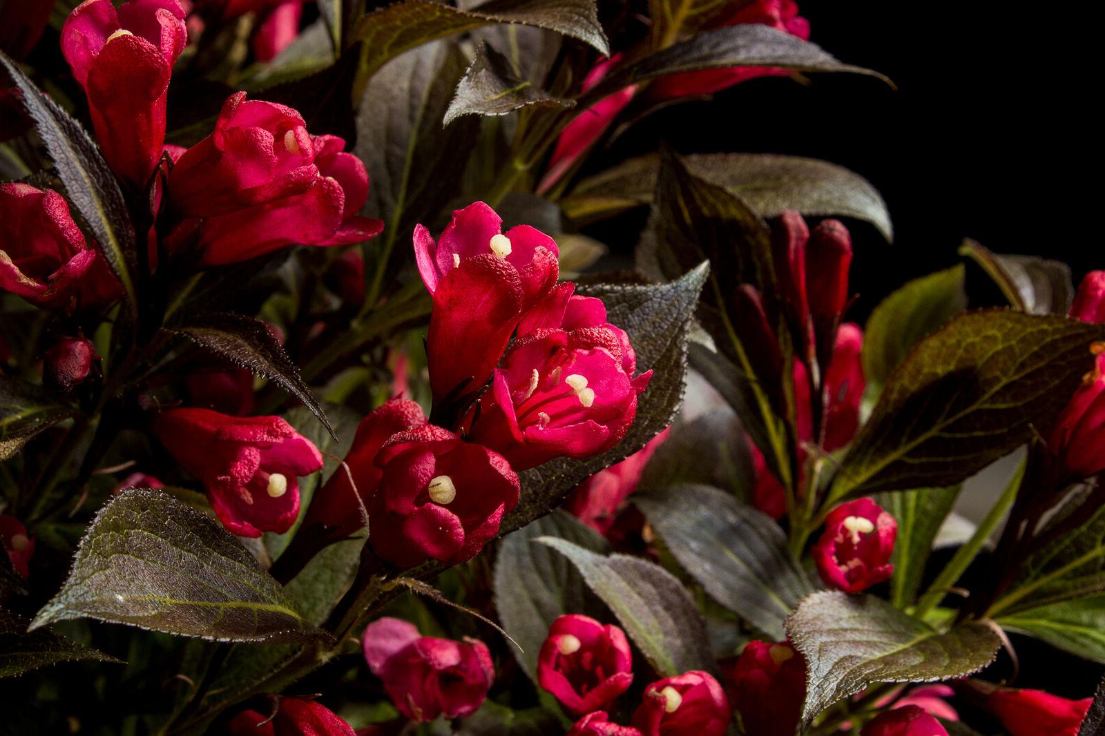 Electric Love® Weigela | Botanical name: Weigela x 'ZR1' USPP30065, CPBRAF