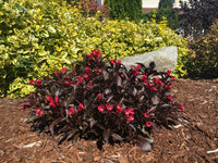 Electric Love® Weigela | Botanical name: Weigela x 'ZR1' USPP30065, CPBRAF