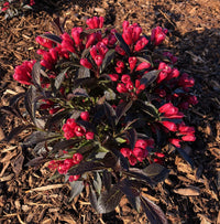 Electric Love® Weigela | Botanical name: Weigela x 'ZR1' USPP30065, CPBRAF