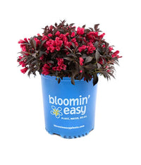 Electric Love® Weigela | Botanical name: Weigela x 'ZR1' USPP30065, CPBRAF