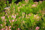 Peach Kisses™ Weigela | Weigela x 'Slingpink' USPP29149, CPBRAF