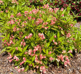 Peach Kisses™ Weigela | Weigela x 'Slingpink' USPP29149, CPBRAF