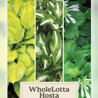 Whole Lotta Hosta | Assorted 3 Pack of Bare Root Premium Hosta Plants