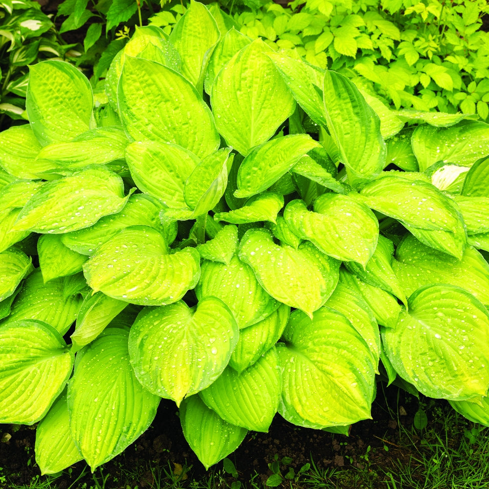 Whole Lotta Hosta | Assorted 3 Pack of Bare Root Premium Hosta Plants