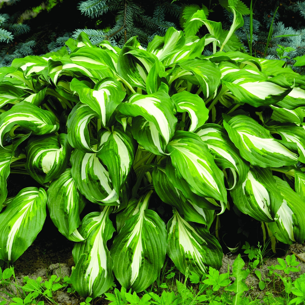 Whole Lotta Hosta | Assorted 3 Pack of Bare Root Premium Hosta Plants