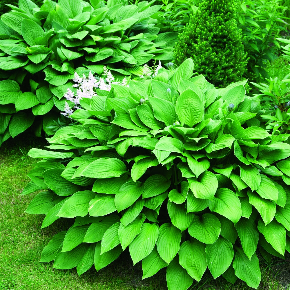 Whole Lotta Hosta | Assorted 3 Pack of Bare Root Premium Hosta Plants