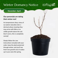 Fuyu Jiro Asian Persimmon Tree | Hand Grafted