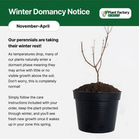 American persimmon | Hardy Native Fruit Tree