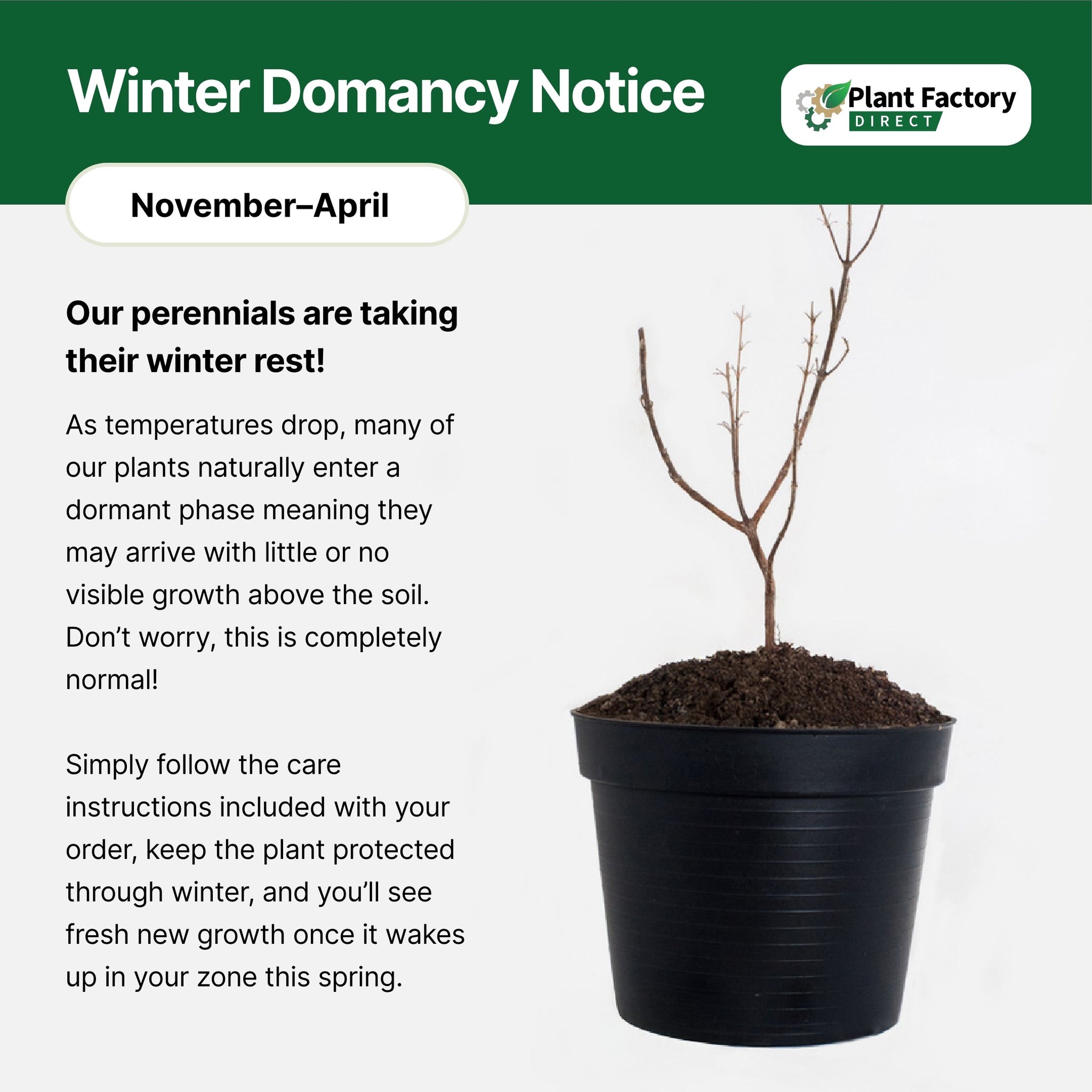 American persimmon | Hardy Native Fruit Tree