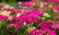 Milly Rock™ Rose Yarrow | Achillea millefolium ‘FLORACHRO1’ USPP31620