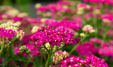 Milly Rock™ Rose Yarrow | Achillea millefolium ‘FLORACHRO1’ USPP31620