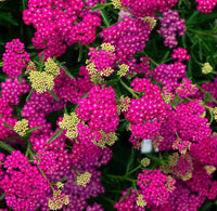 Milly Rock™ Rose Yarrow | Achillea millefolium 'FLORACHRO1' USPP31620