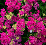 Milly Rock™ Rose Yarrow | Achillea millefolium ‘FLORACHRO1’ USPP31620