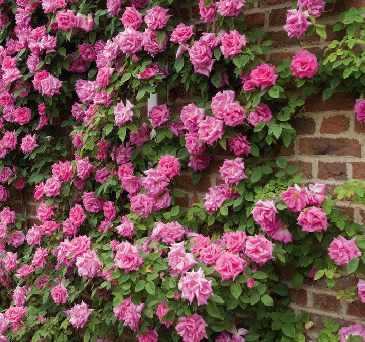 Bourbon Roses Climbing Thornless Rose | Zéphirine Drouhin Rose | French Bourbon Rose ...
