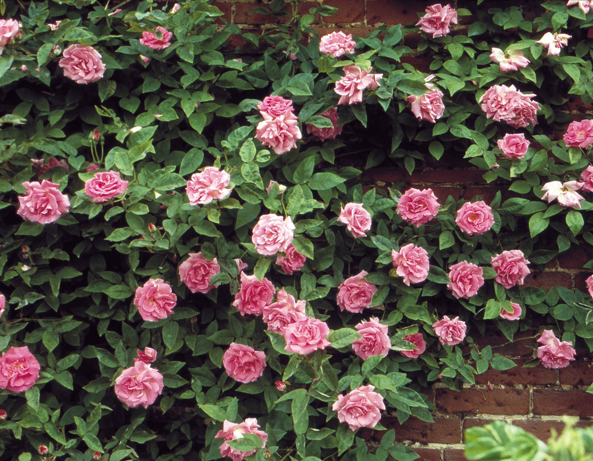 Bourbon Roses Rosa 'Zéphirine Drouhin' Climbing Rose, 3 Gallon – Plant Factory Direct