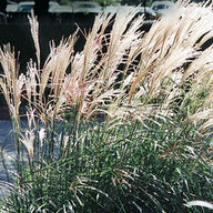 Dwarf Maiden Grass Grass | Miscanthus sinensis 'Adagio'