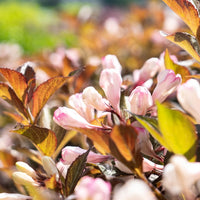 Afterglow™ Weigela |Botanical name: Weigela x ‘AZ’, USPPAF, CPBRAF