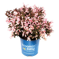 Afterglow™ Weigela |Botanical name: Weigela x ‘AZ’, USPPAF, CPBRAF