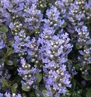 Chocolate Chip Ajuga | Bugleweed| Ajuga reptans ‘Chocolate Chip’