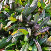 Chocolate Chip Ajuga | Bugleweed| Ajuga reptans ‘Chocolate Chip’