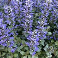 Chocolate Chip Ajuga | Ajuga reptans 'Chocolate Chip' ground cover