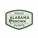 Thuja Green Giant Screen Packs - Fast Growing Privacy Trees- Free Shipping