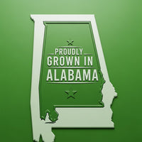 "Spring Sizzle™ Panicle Hydrangea | Panicle Hydrangea