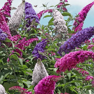 All The Buzz 3 in 1 Butterfly collection. Buzz Hot Raspberry, Buzz Ivory,  & Buzz Sky Blue grown in one container for a beautiful display of color!