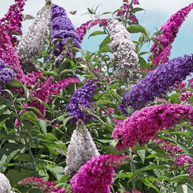 All The Buzz 3 in 1 Butterfly collection. Buzz Hot Raspberry, Buzz Ivory,  & Buzz Sky Blue grown in one container for a beautiful display of color!