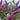 All The Buzz 3 in 1 Butterfly collection. Buzz Hot Raspberry, Buzz Ivory,  & Buzz Sky Blue grown in one container for a beautiful display of color!