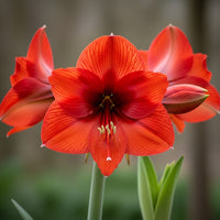 Waxed Amaryllis Bulbs