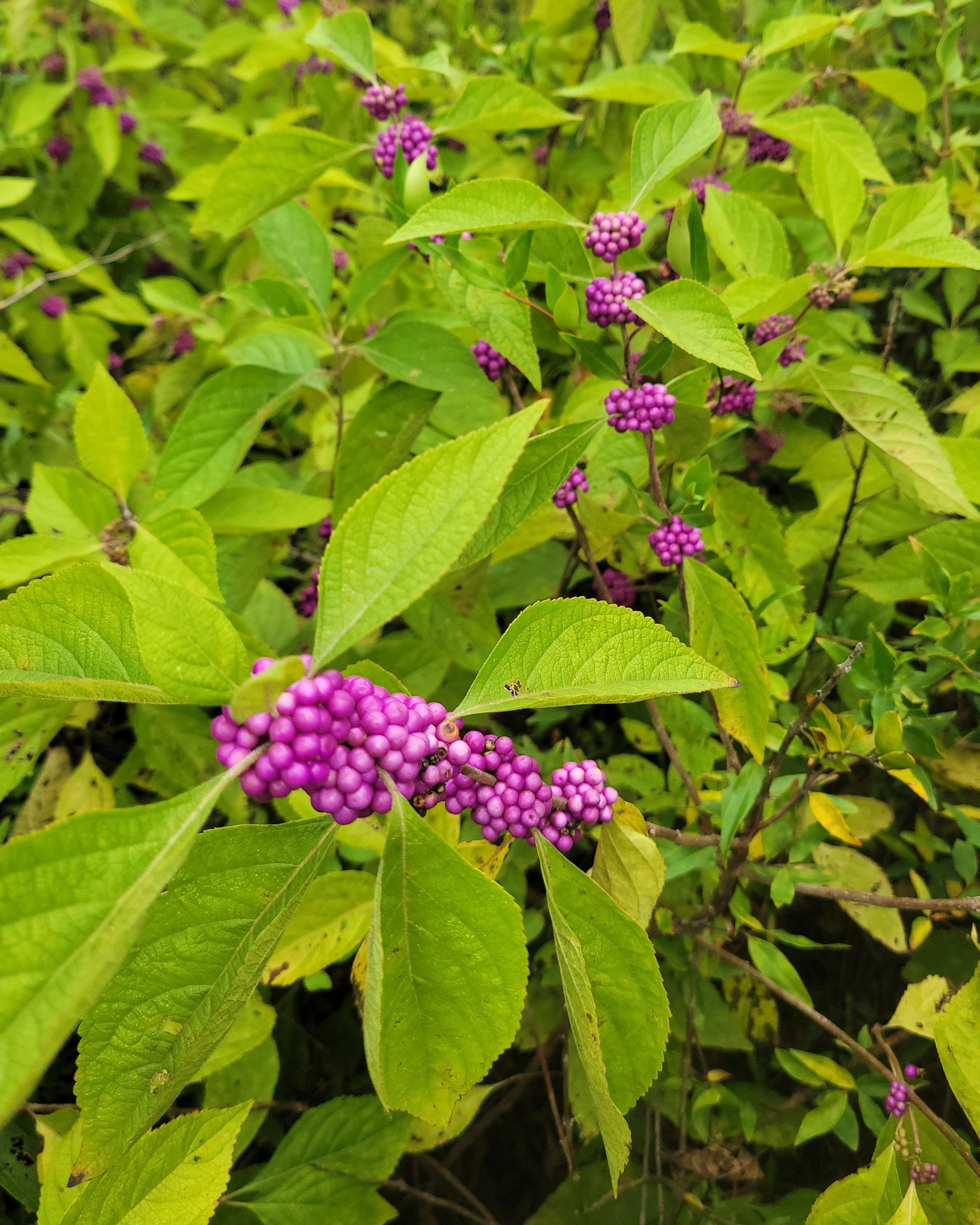 American Beautyberry (Callicarpa americana) - French Mulberry