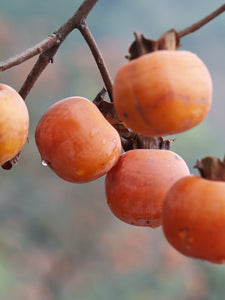American persimmon | Hardy Native Fruit Tree