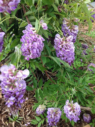 'Amethyst Falls' Wisteria frutescens | Reblooming Wisteria