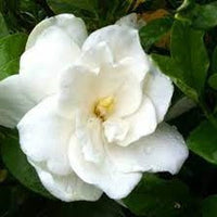 August Beauty Gardenia | OVERSTOCK SALE!