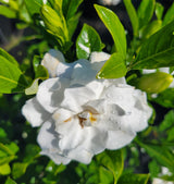 August Beauty Gardenia | OVERSTOCK SALE!