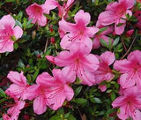 Dwarf Satsuki Azalea | Hot Pink Reblooming Azalea