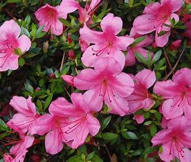Dwarf Satsuki Azalea | Hot Pink Reblooming Azalea