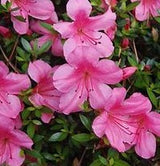 Dwarf Satsuki Azalea | Hot Pink Reblooming Azalea