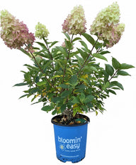 Dragon Baby Hardy Hydrangea ™  | Panicle Hydrangea