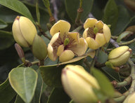 Banana Shrub/ All Spice Bush | Michelia figo