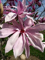 Betty Magnolia Pink Tulip tree