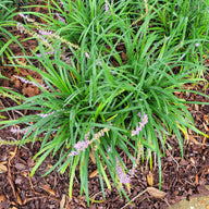 Big Blue  Liriope | Liriope muscari 'Big Blue' | Monkey Grass images