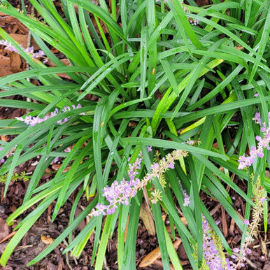 Big Blue  Liriope | Liriope muscari ‘Big Blue’ | Monkey Grass